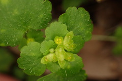 Chrysosplenium japonicum