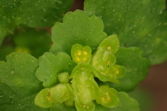 Chrysosplenium japonicum