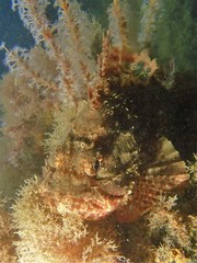 Scorpaena sumptuosa