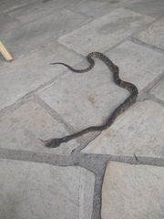 Bothrops jararaca