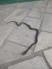 Bothrops jararaca