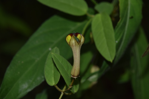 Ceropegia racemosa