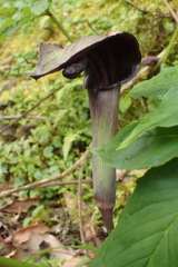 Arisaema ilanense