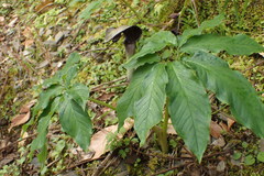 Arisaema ilanense