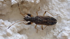 Paraparomius leptopoides