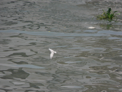 Chlidonias hybrida