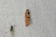 Glyphidoptera insignana