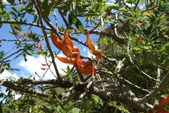 Millettieae