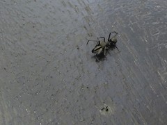 Myrmarachne inermichelis