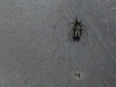 Myrmarachne inermichelis