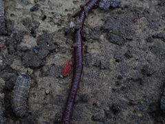 Trombidium holosericeum