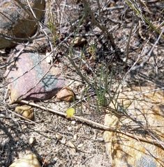 Aspalathus lebeckioides