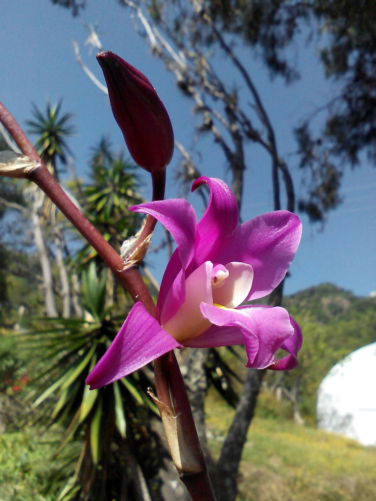 Flor de Muerto (Laelia autumnalis) · NaturaLista Colombia