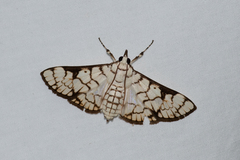 Aphytoceros lucusalis