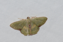 Metallochlora lineata