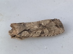 Lithophane disposita