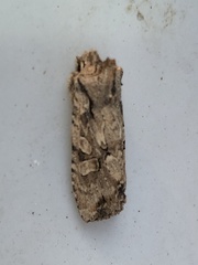 Lithophane disposita