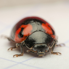 Adalia bipunctata