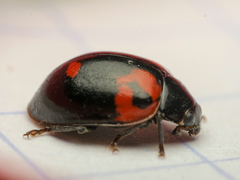 Adalia bipunctata