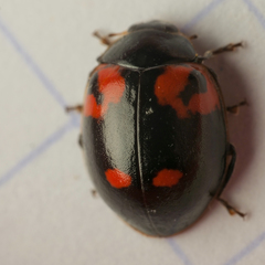 Adalia bipunctata