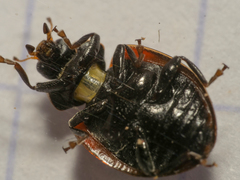 Adalia bipunctata