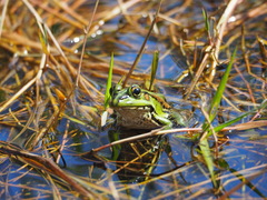 Pelophylax fukienensis