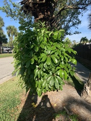 Heptapleurum actinophyllum