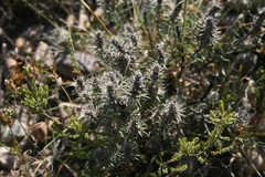 Phylica velutina