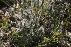 Phylica velutina