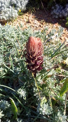 Orobanche foetida