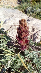 Orobanche foetida