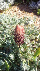 Orobanche foetida