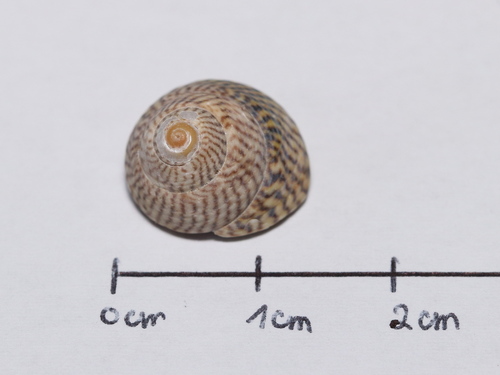 Grey Topshell