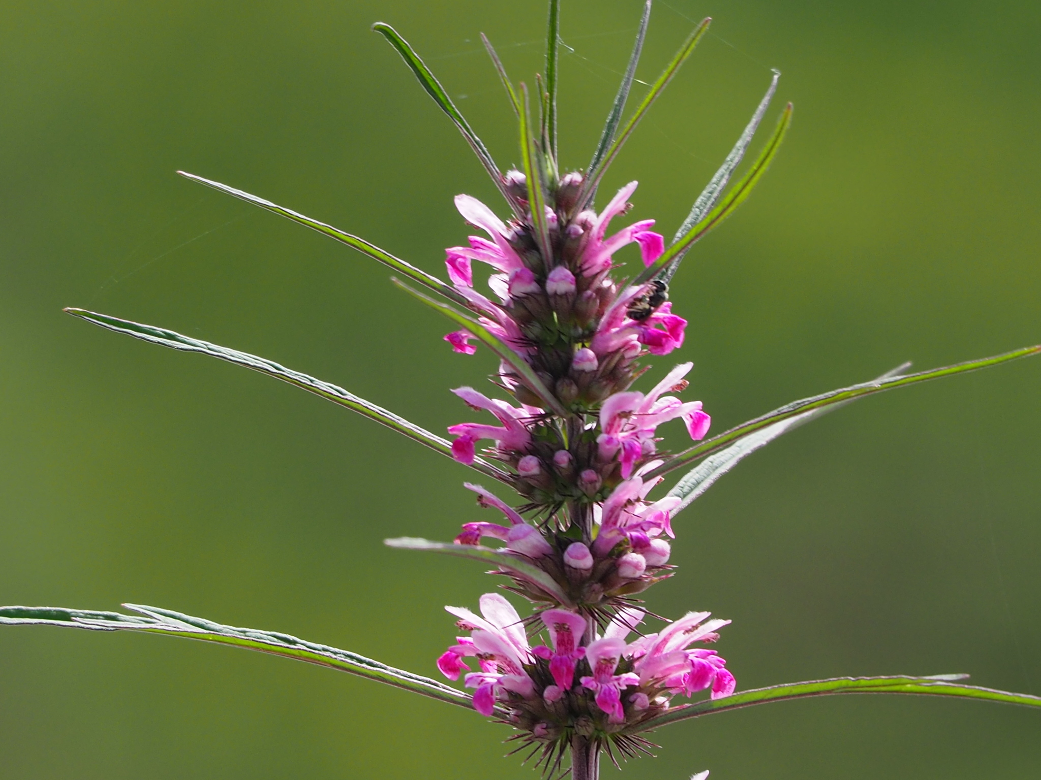 Leonurus japonicus