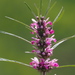 Chinese Motherwort - Photo no rights reserved, uploaded by 葉子