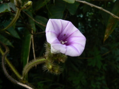 Argyreia capitiformis