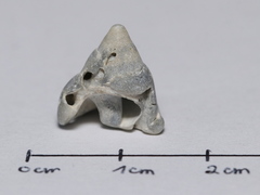 Calliostoma zizyphinum