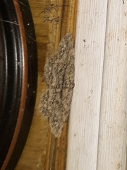 Hypomecis umbrosaria