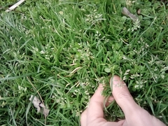Poa annua