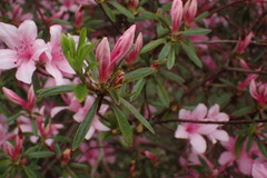Rhododendron kanehirai