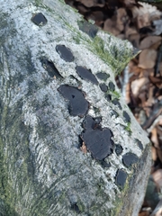 Biscogniauxia nummularia