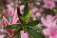 Rhododendron kanehirai