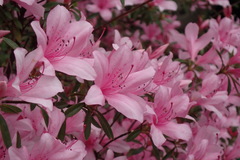 Rhododendron kanehirai