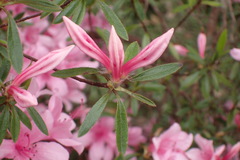 Rhododendron kanehirai