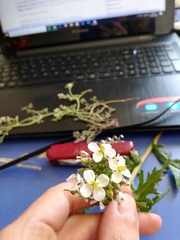 Diplotaxis erucoides