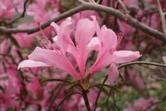 Rhododendron kanehirai