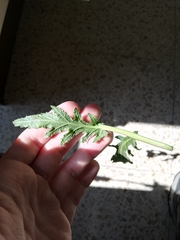 Diplotaxis erucoides