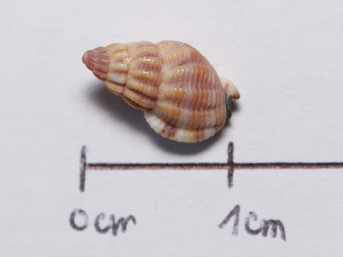 Thick-lipped Dogwhelk