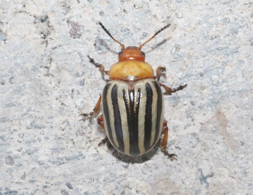 Zygogramma continua