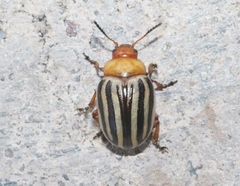 Zygogramma continua